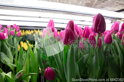 Image of Growing tulips in a greenhouse - crafted manufacture for your celebration