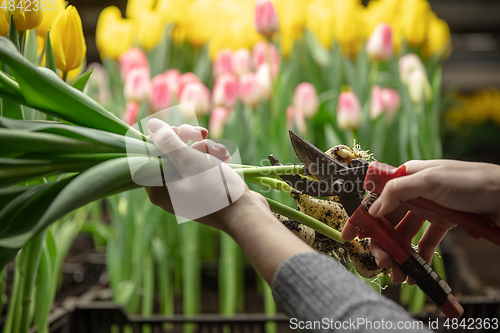 Image of Growing tulips in a greenhouse - crafted manufacture for your celebration