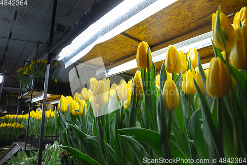 Image of Growing tulips in a greenhouse - crafted manufacture for your celebration