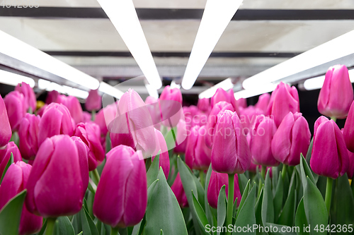 Image of Growing tulips in a greenhouse - crafted manufacture for your celebration