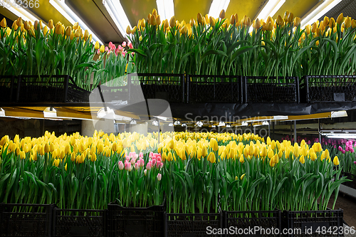 Image of Growing tulips in a greenhouse - crafted manufacture for your celebration