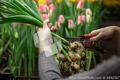 Image of Growing tulips in a greenhouse - crafted manufacture for your celebration