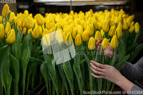 Image of Growing tulips in a greenhouse - crafted manufacture for your celebration