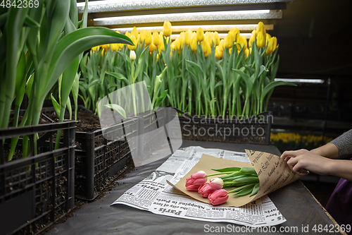 Image of Growing tulips in a greenhouse - crafted manufacture for your celebration