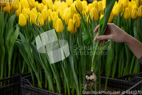 Image of Growing tulips in a greenhouse - crafted manufacture for your celebration