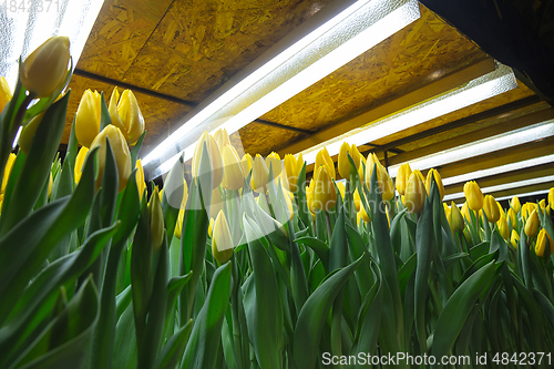 Image of Growing tulips in a greenhouse - crafted manufacture for your celebration