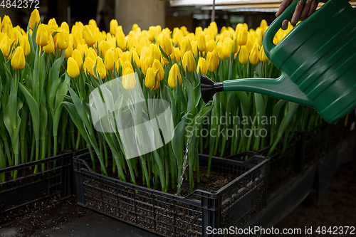 Image of Growing tulips in a greenhouse - crafted manufacture for your celebration