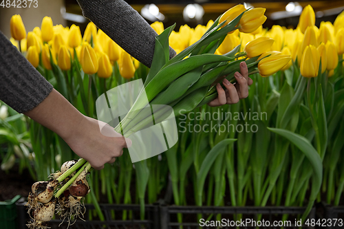 Image of Growing tulips in a greenhouse - crafted manufacture for your celebration