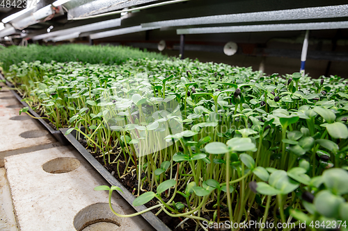 Image of Growing tulips in a greenhouse - crafted manufacture for your celebration