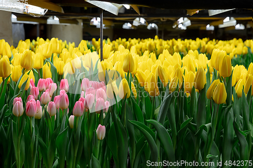 Image of Growing tulips in a greenhouse - crafted manufacture for your celebration