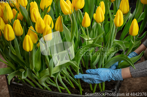 Image of Growing tulips in a greenhouse - crafted manufacture for your celebration