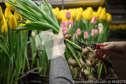 Image of Growing tulips in a greenhouse - crafted manufacture for your celebration