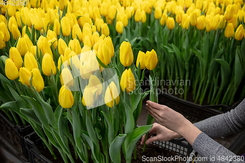 Image of Growing tulips in a greenhouse - crafted manufacture for your celebration