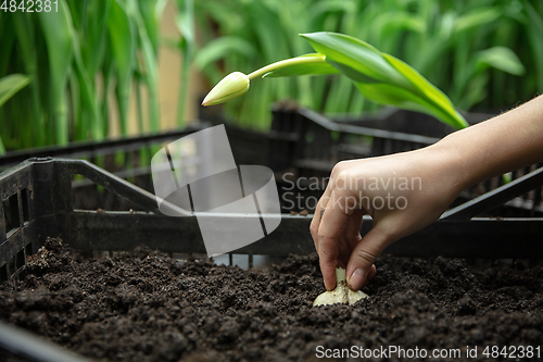 Image of Growing tulips in a greenhouse - crafted manufacture for your celebration