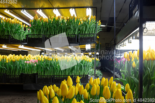 Image of Growing tulips in a greenhouse - crafted manufacture for your celebration