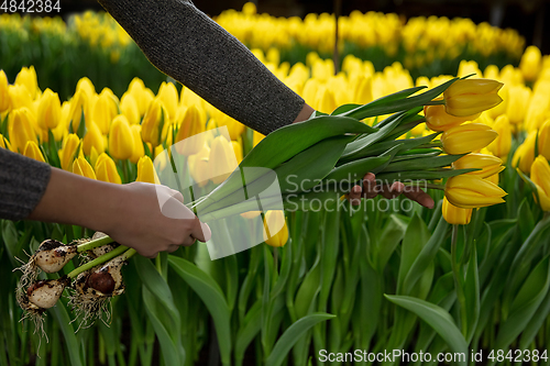 Image of Growing tulips in a greenhouse - crafted manufacture for your celebration