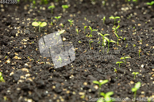 Image of Growing tulips in a greenhouse - crafted manufacture for your celebration