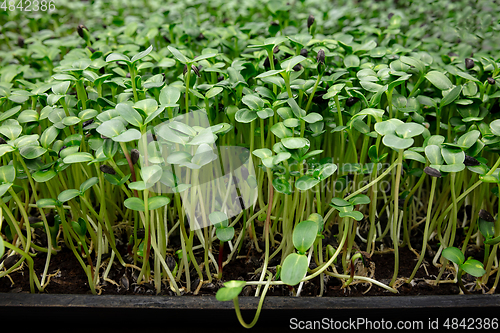 Image of Growing tulips in a greenhouse - crafted manufacture for your celebration