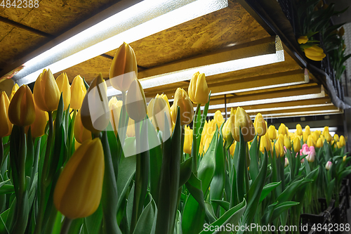 Image of Growing tulips in a greenhouse - crafted manufacture for your celebration