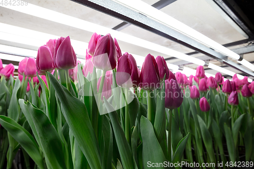 Image of Growing tulips in a greenhouse - crafted manufacture for your celebration