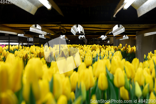 Image of Growing tulips in a greenhouse - crafted manufacture for your celebration