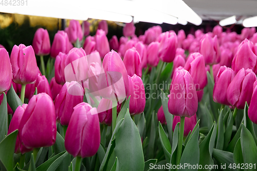 Image of Growing tulips in a greenhouse - crafted manufacture for your celebration