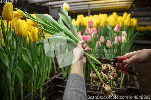 Image of Growing tulips in a greenhouse - crafted manufacture for your celebration