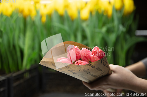 Image of Growing tulips in a greenhouse - crafted manufacture for your celebration