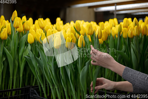 Image of Growing tulips in a greenhouse - crafted manufacture for your celebration