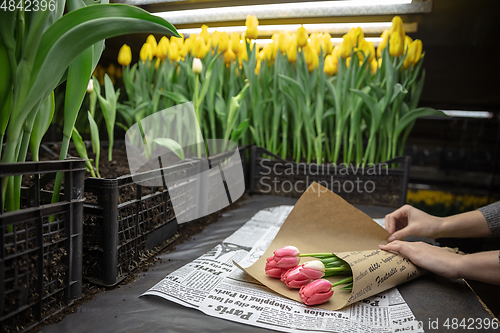 Image of Growing tulips in a greenhouse - crafted manufacture for your celebration