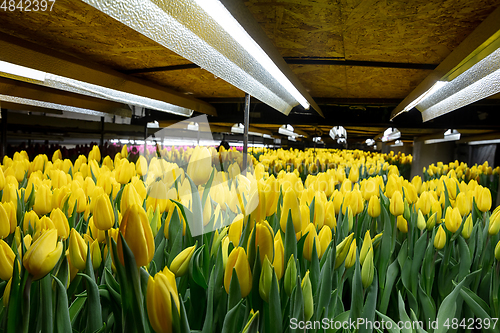 Image of Growing tulips in a greenhouse - crafted manufacture for your celebration