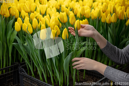 Image of Growing tulips in a greenhouse - crafted manufacture for your celebration