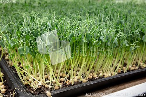 Image of Growing tulips in a greenhouse - crafted manufacture for your celebration