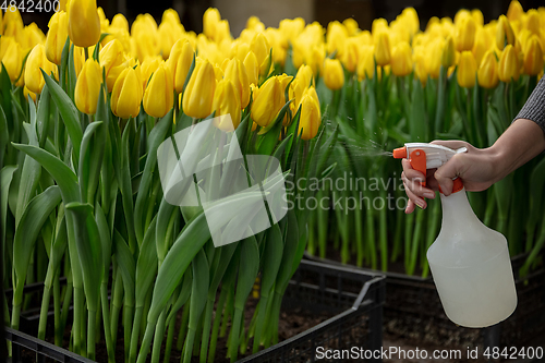 Image of Growing tulips in a greenhouse - crafted manufacture for your celebration