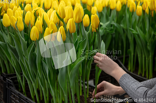 Image of Growing tulips in a greenhouse - crafted manufacture for your celebration