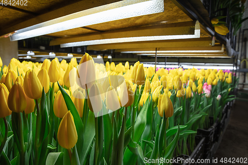 Image of Growing tulips in a greenhouse - crafted manufacture for your celebration