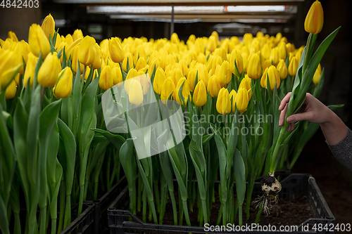 Image of Growing tulips in a greenhouse - crafted manufacture for your celebration