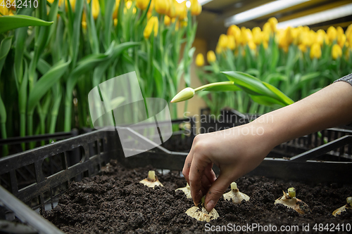 Image of Growing tulips in a greenhouse - crafted manufacture for your celebration