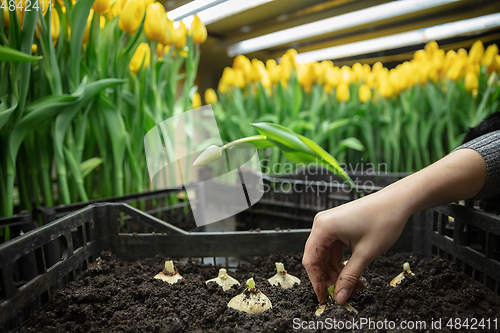 Image of Growing tulips in a greenhouse - crafted manufacture for your celebration