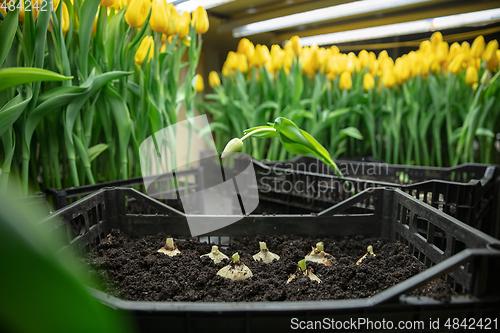 Image of Growing tulips in a greenhouse - crafted manufacture for your celebration