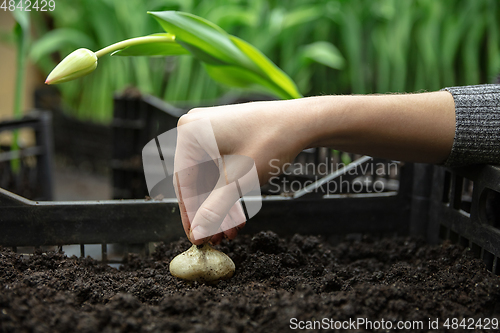 Image of Growing tulips in a greenhouse - crafted manufacture for your celebration