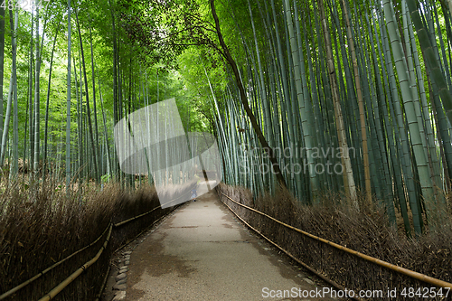 Image of Arashiyama in Kyoto