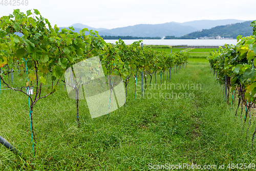 Image of Grapevines with Bunches of Grapes