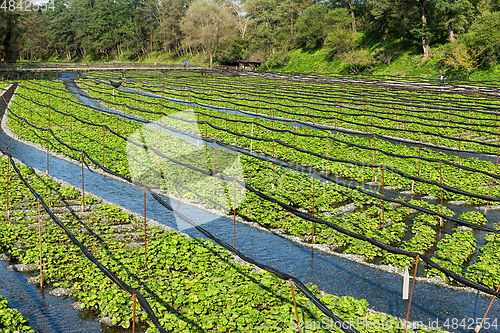 Image of Wasabi farm