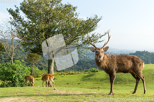 Image of Buck deer standing on mountain