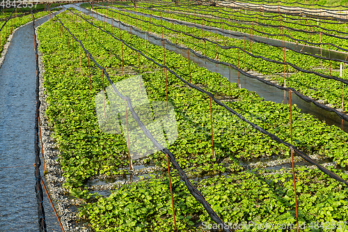 Image of Wasabi farm