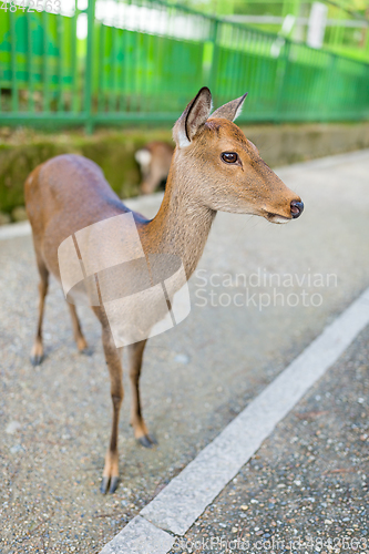Image of Deer fawn