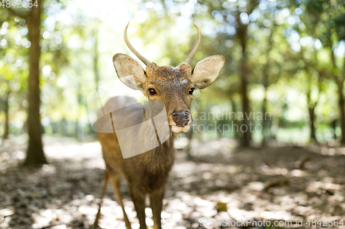 Image of Deer at outdoor