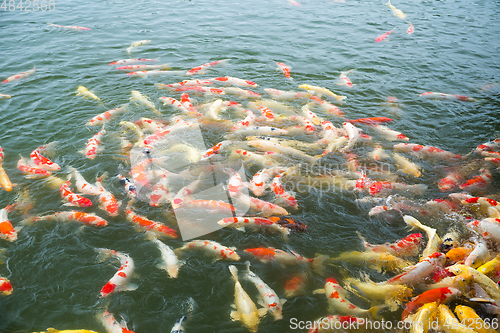 Image of Koi fish