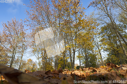 Image of the leaves on the trees